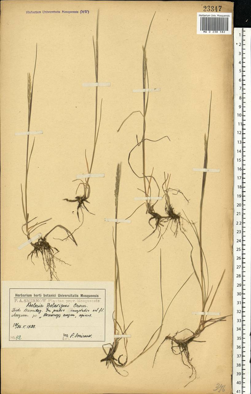 Koeleria delavignei Czern. ex Domin, Eastern Europe, Moscow region (E4a) (Russia)