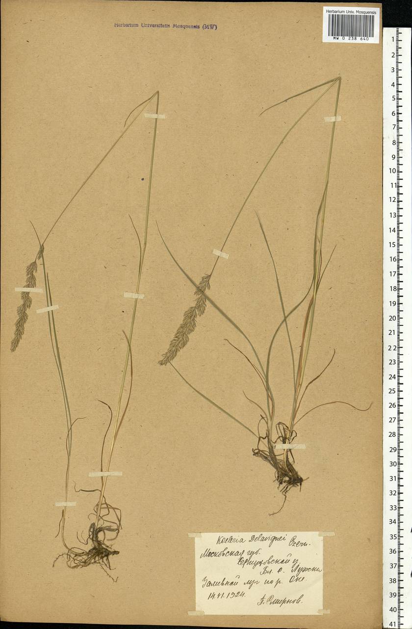 Koeleria delavignei Czern. ex Domin, Eastern Europe, Moscow region (E4a) (Russia)