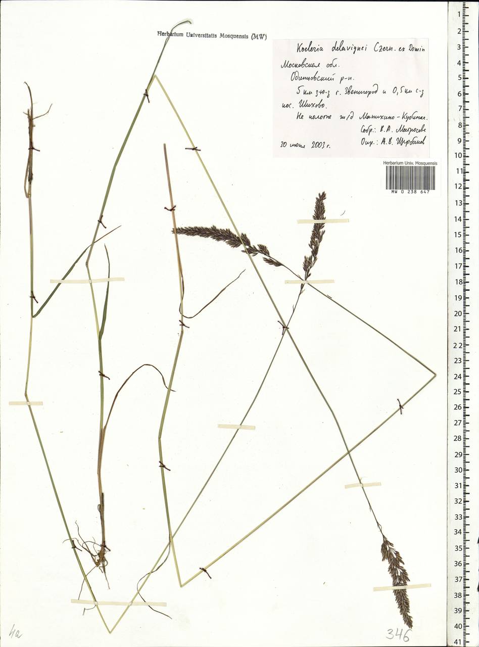 Koeleria delavignei Czern. ex Domin, Eastern Europe, Moscow region (E4a) (Russia)