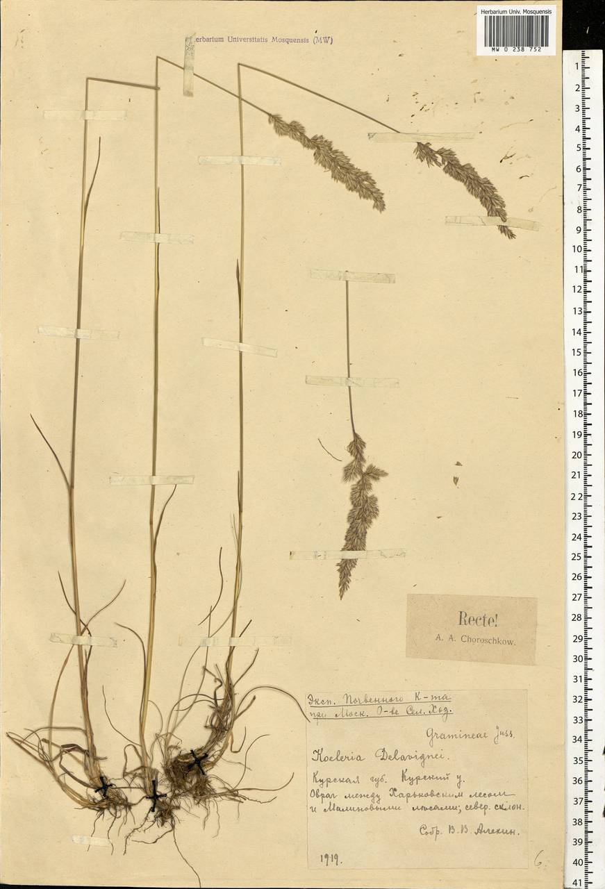 Koeleria delavignei Czern. ex Domin, Eastern Europe, Central forest-and-steppe region (E6) (Russia)