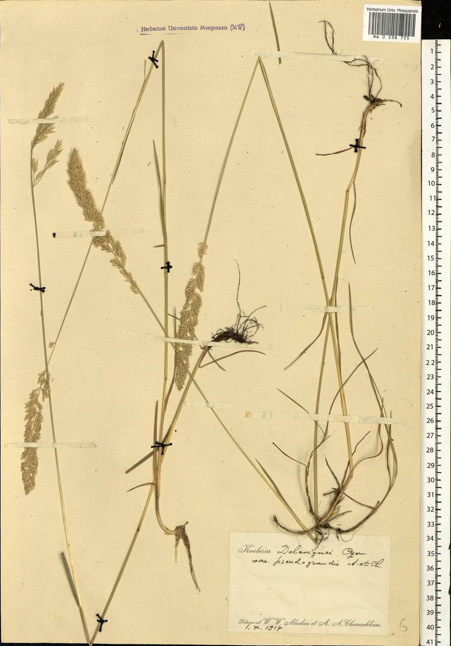 Koeleria delavignei Czern. ex Domin, Eastern Europe, Central forest-and-steppe region (E6) (Russia)