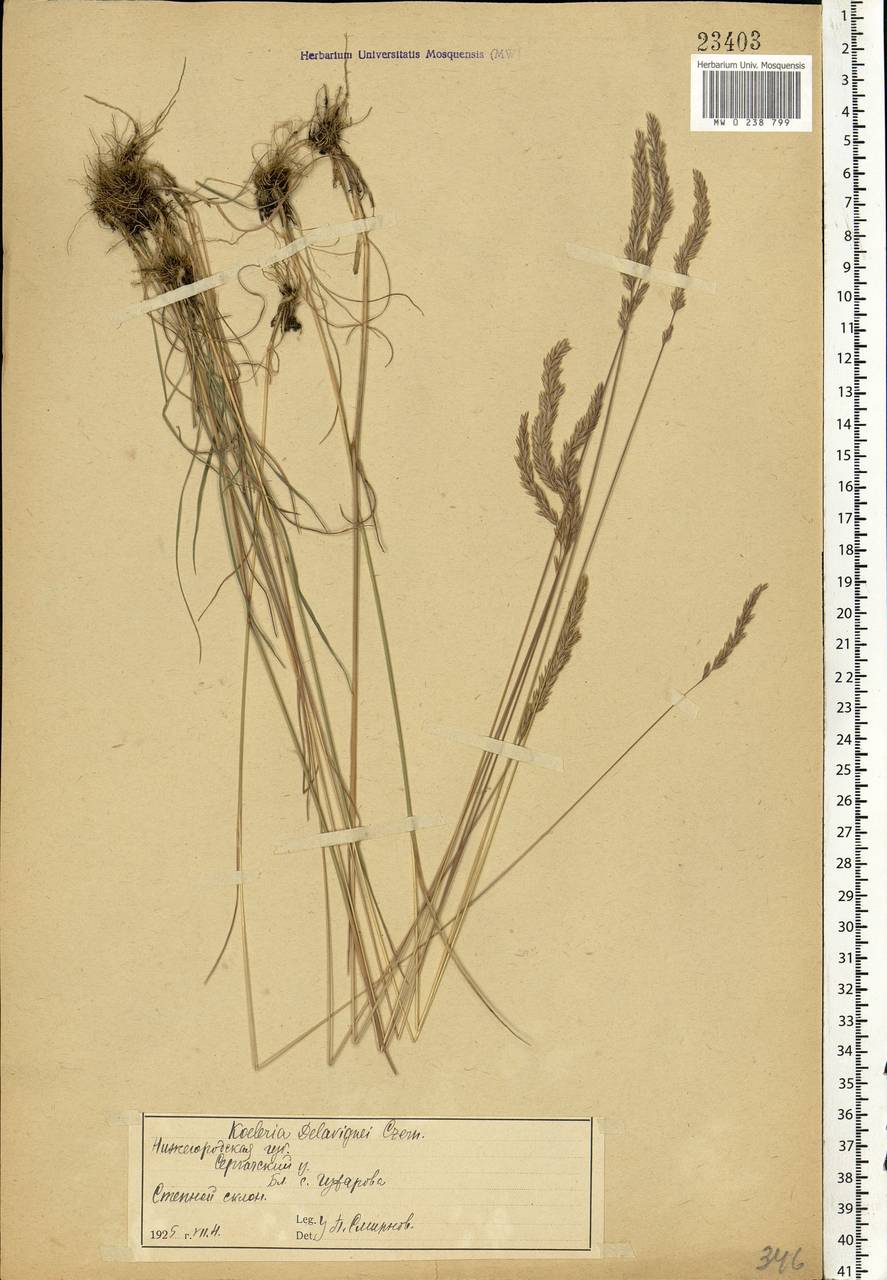 Koeleria delavignei Czern. ex Domin, Eastern Europe, Volga-Kama region (E7) (Russia)