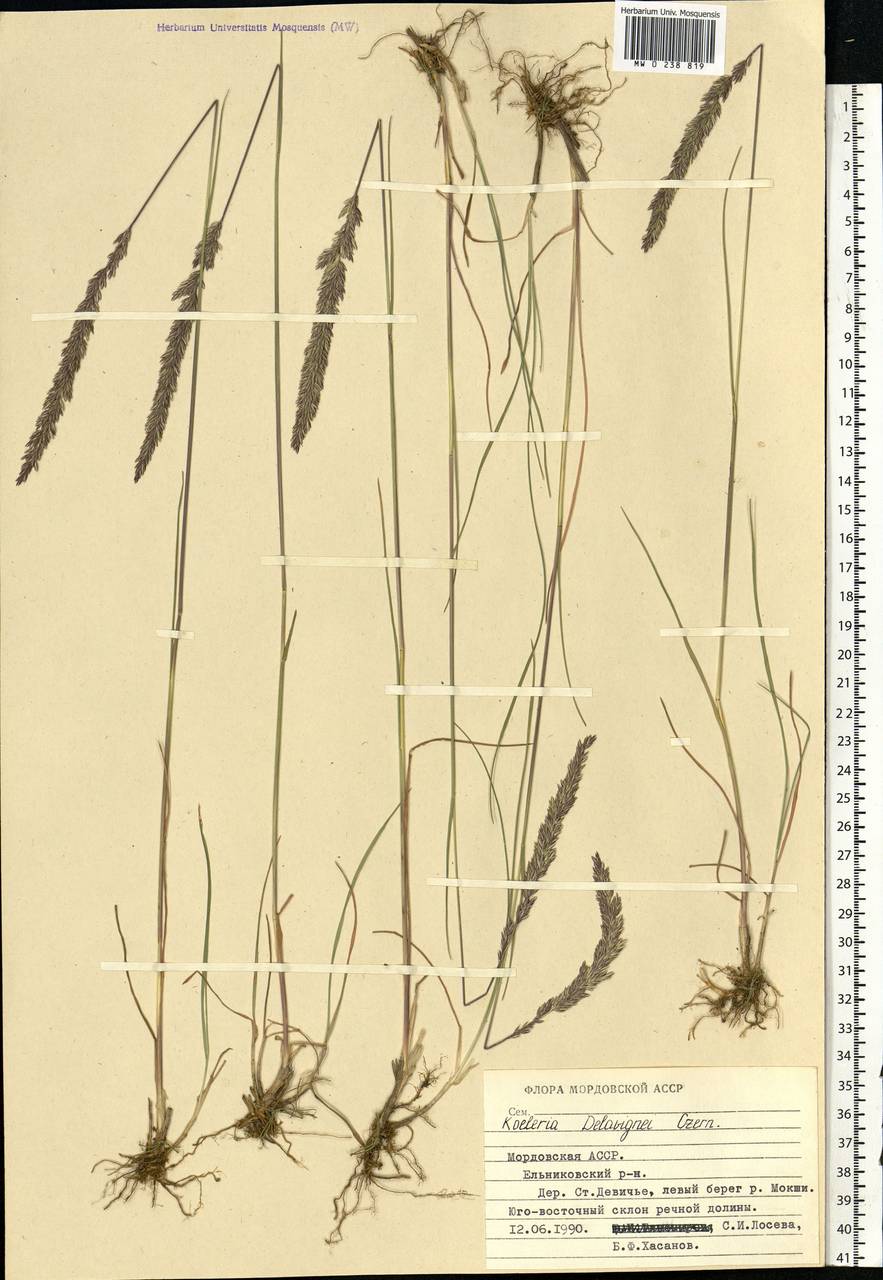 Koeleria delavignei Czern. ex Domin, Eastern Europe, Middle Volga region (E8) (Russia)