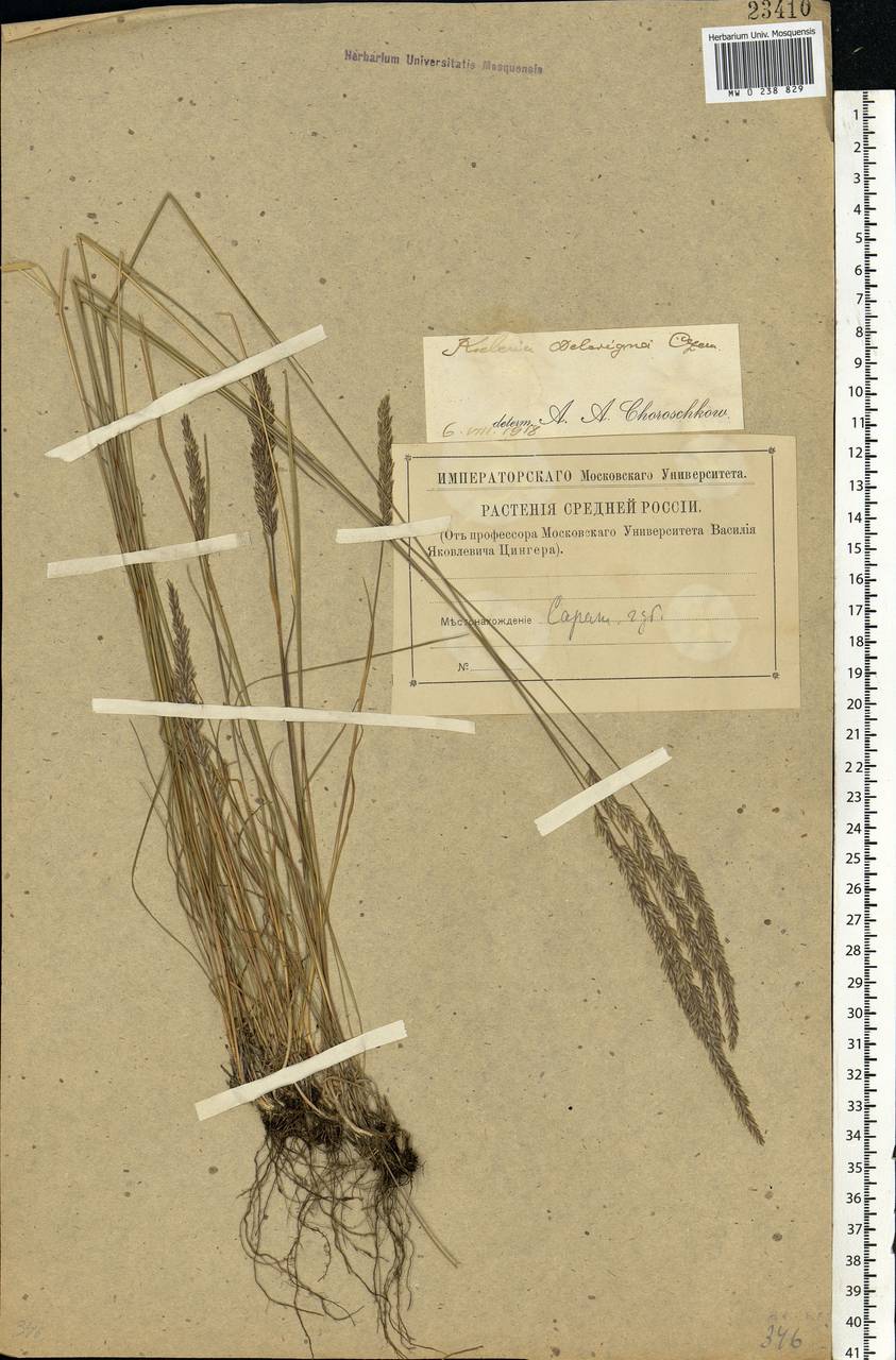 Koeleria delavignei Czern. ex Domin, Eastern Europe, Lower Volga region (E9) (Russia)