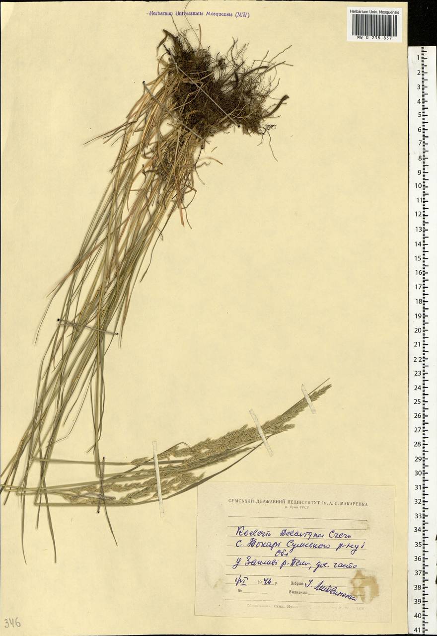 Koeleria delavignei Czern. ex Domin, Eastern Europe, North Ukrainian region (E11) (Ukraine)