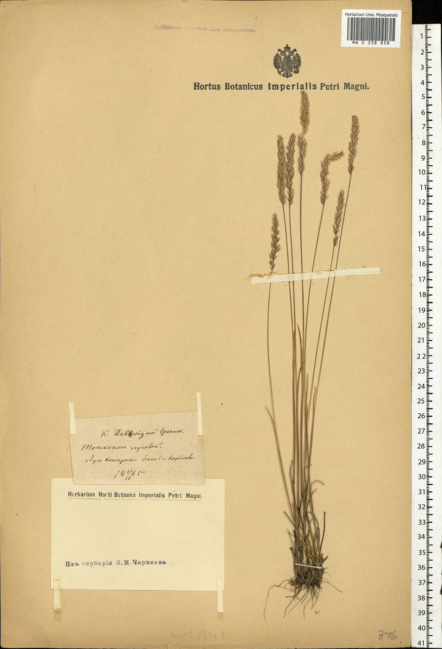 Koeleria delavignei Czern. ex Domin, Eastern Europe, North Ukrainian region (E11) (Ukraine)