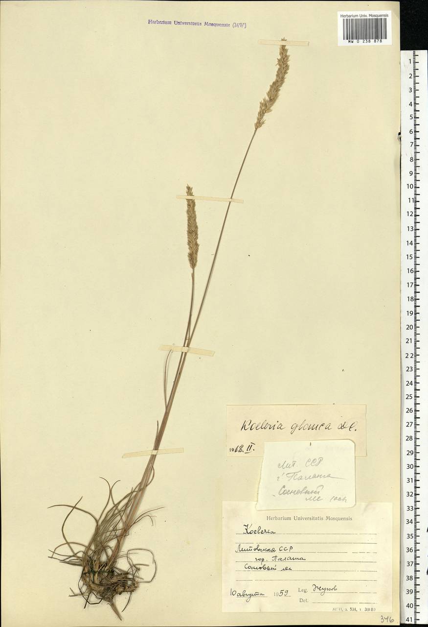 Koeleria glauca (Spreng.) DC., Eastern Europe, Lithuania (E2a) (Lithuania)