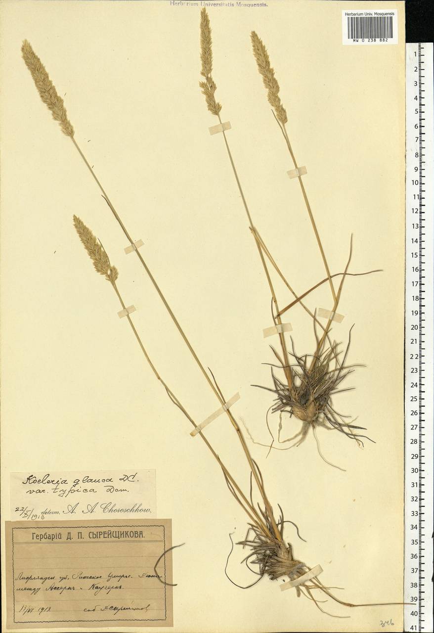 Koeleria glauca (Spreng.) DC., Eastern Europe, Latvia (E2b) (Latvia)