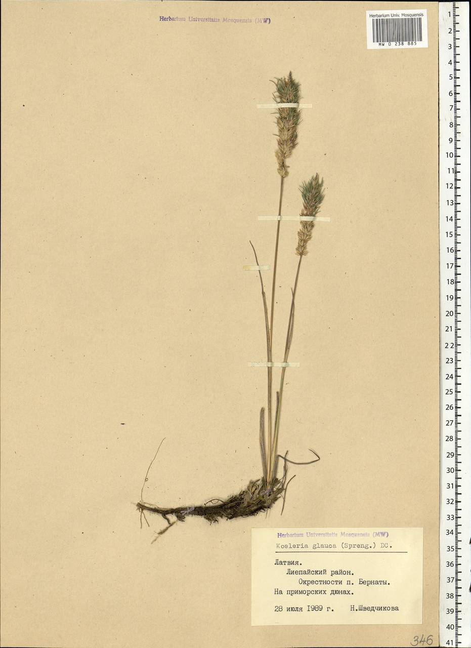 Koeleria glauca (Spreng.) DC., Eastern Europe, Latvia (E2b) (Latvia)