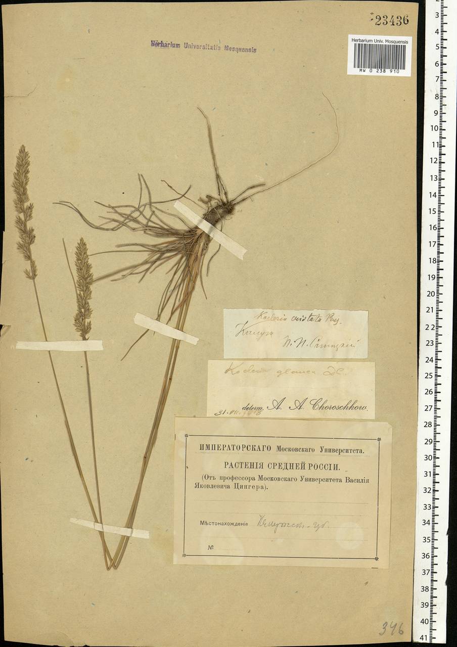 Koeleria glauca (Spreng.) DC., Eastern Europe, Central region (E4) (Russia)
