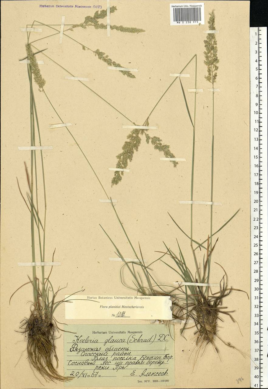 Koeleria glauca (Spreng.) DC., Eastern Europe, Central region (E4) (Russia)