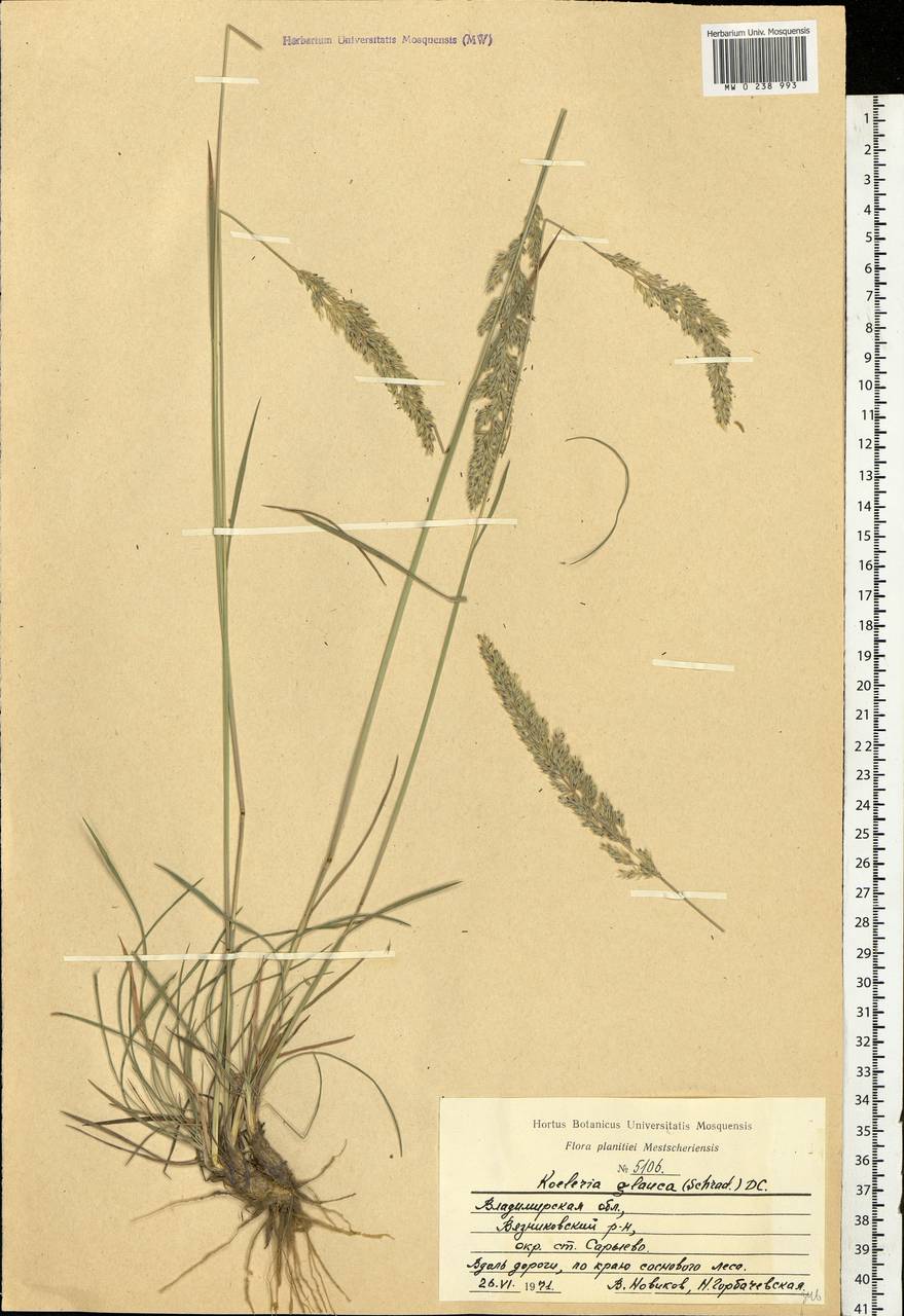 Koeleria glauca (Spreng.) DC., Eastern Europe, Central region (E4) (Russia)