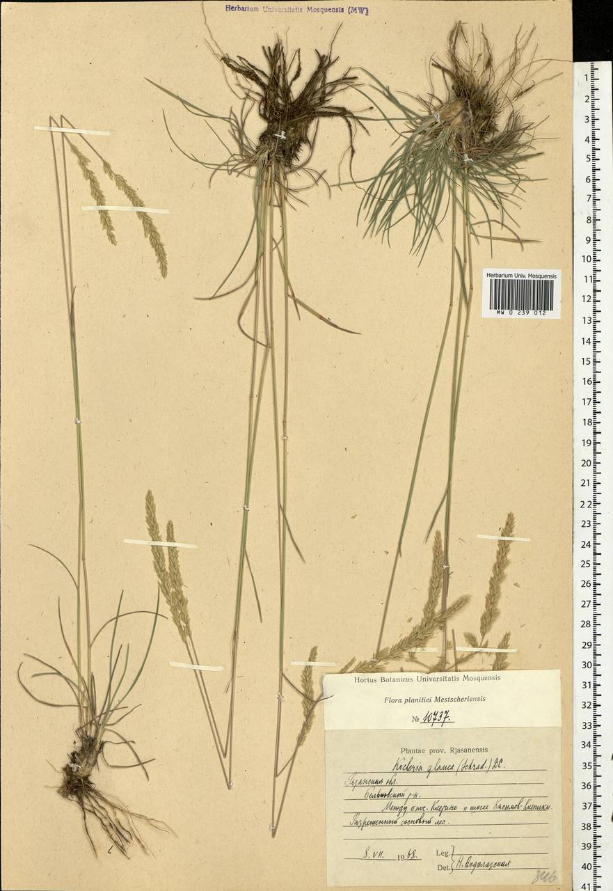 Koeleria glauca (Spreng.) DC., Eastern Europe, Central region (E4) (Russia)