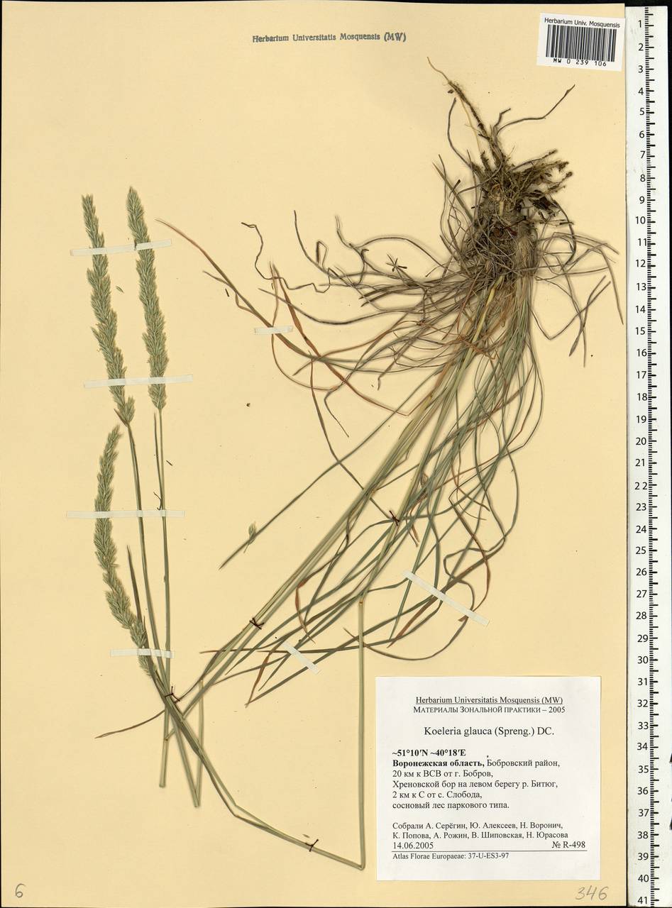 Koeleria glauca (Spreng.) DC., Eastern Europe, Central forest-and-steppe region (E6) (Russia)