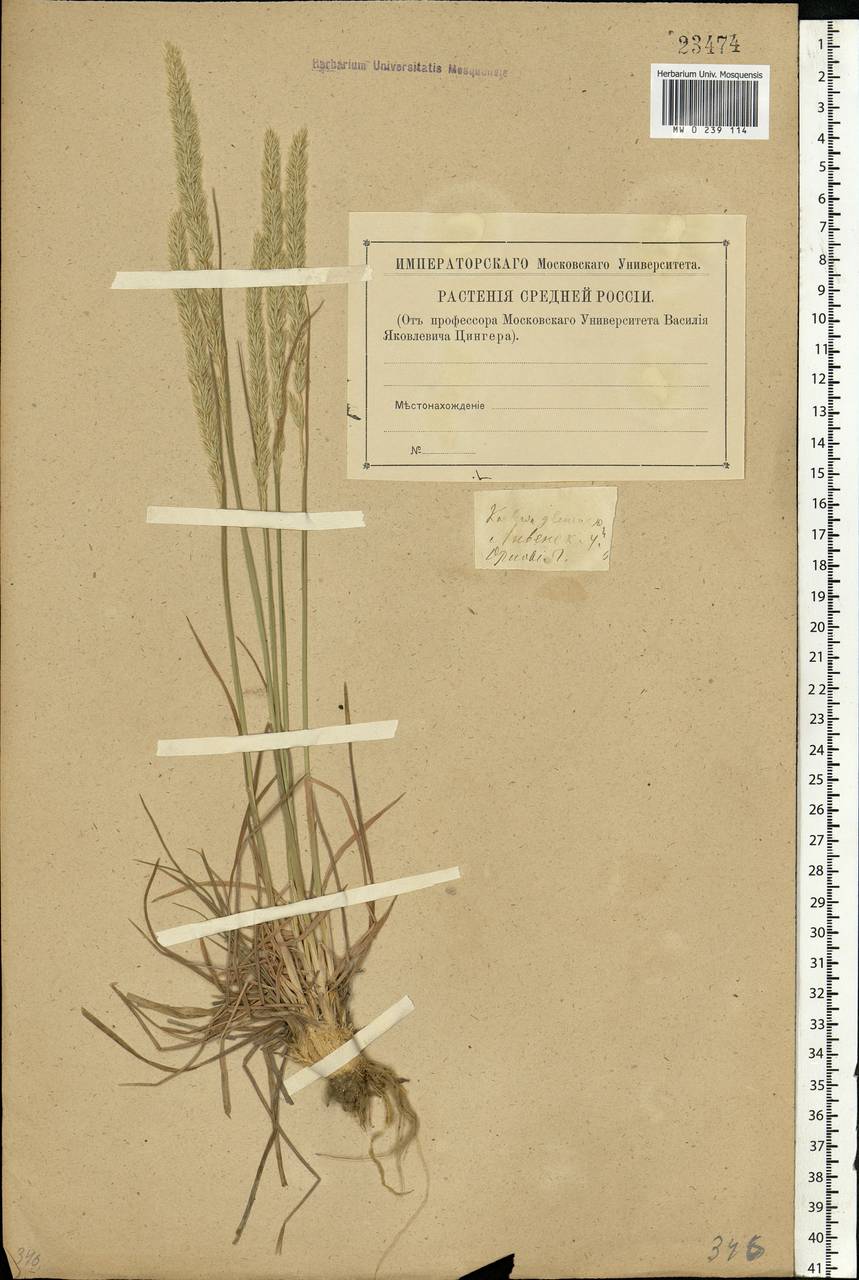 Koeleria glauca (Spreng.) DC., Eastern Europe, Central forest-and-steppe region (E6) (Russia)