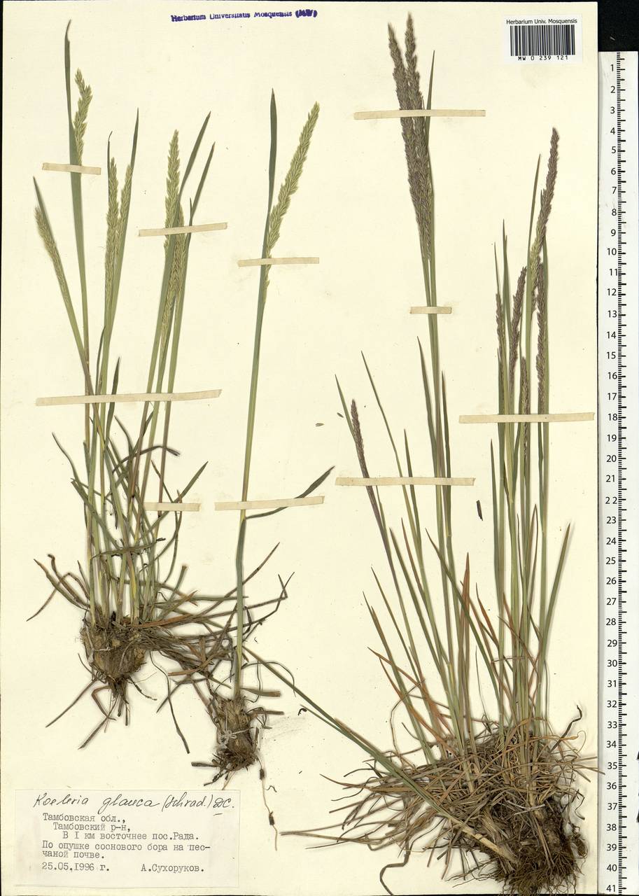 Koeleria glauca (Spreng.) DC., Eastern Europe, Central forest-and-steppe region (E6) (Russia)