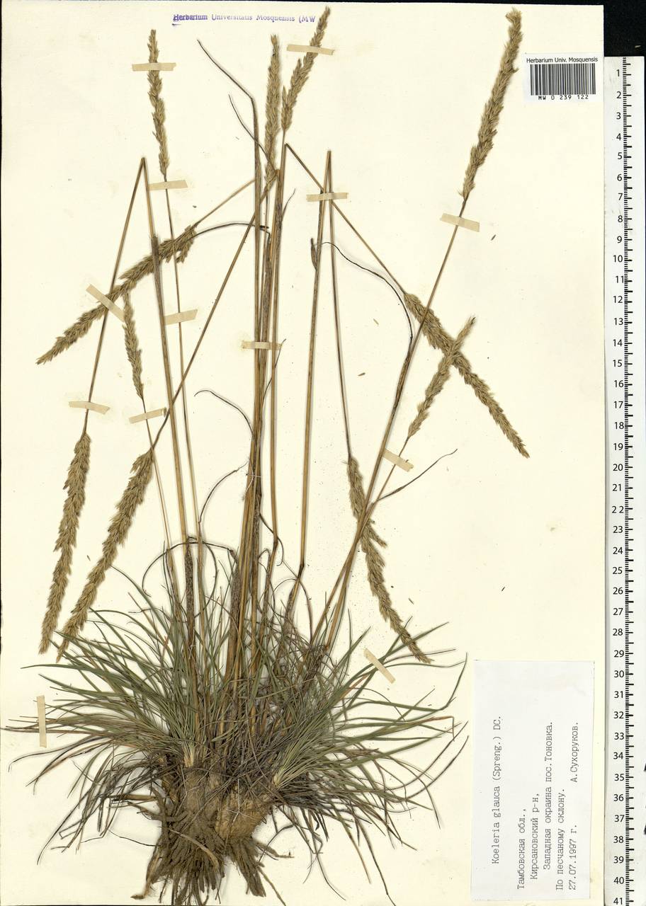 Koeleria glauca (Spreng.) DC., Eastern Europe, Central forest-and-steppe region (E6) (Russia)