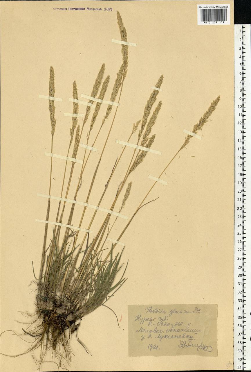 Koeleria glauca (Spreng.) DC., Eastern Europe, Central forest-and-steppe region (E6) (Russia)