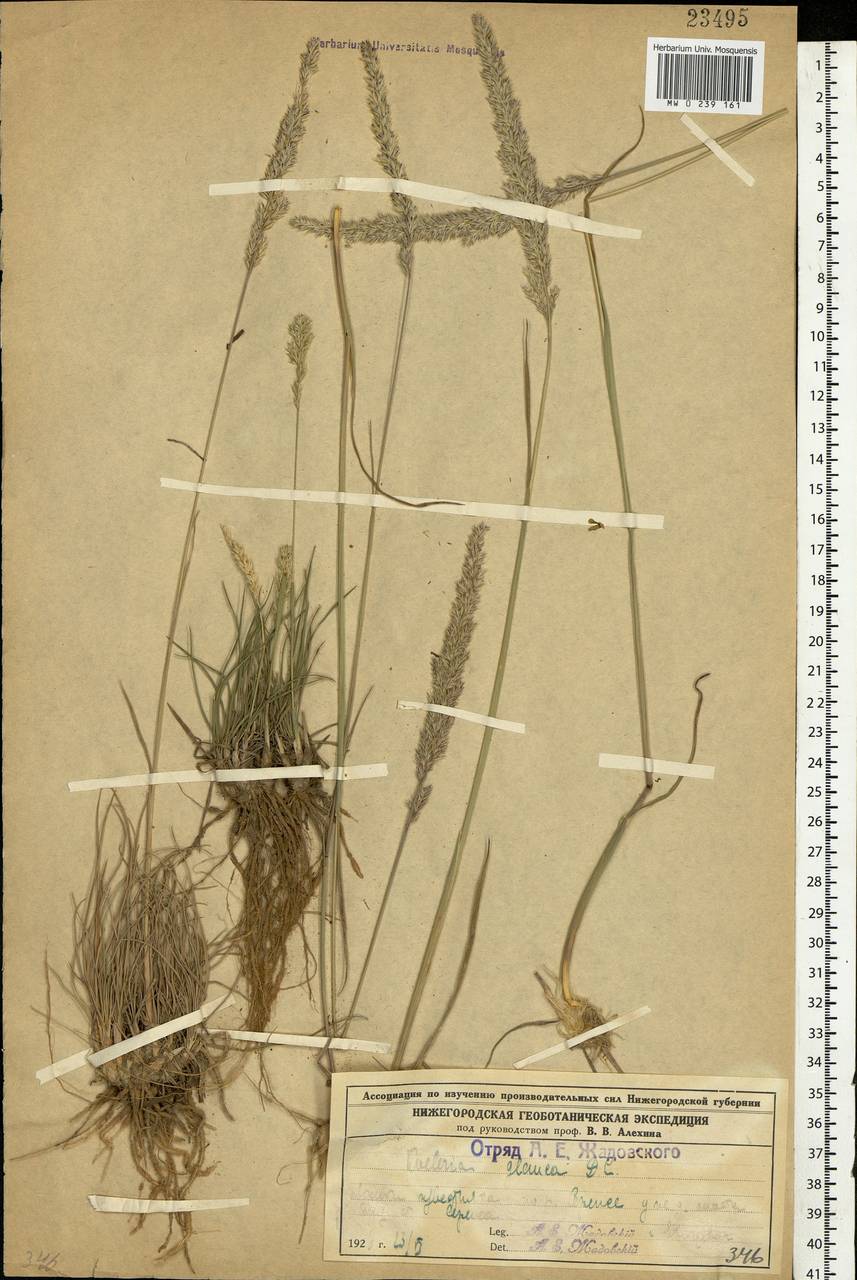 Koeleria glauca (Spreng.) DC., Eastern Europe, Volga-Kama region (E7) (Russia)