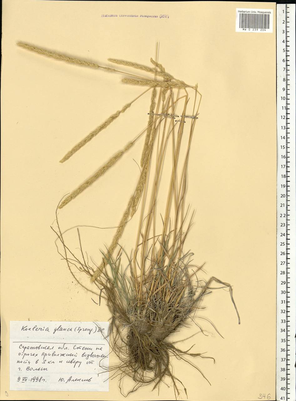 Koeleria glauca (Spreng.) DC., Eastern Europe, Lower Volga region (E9) (Russia)
