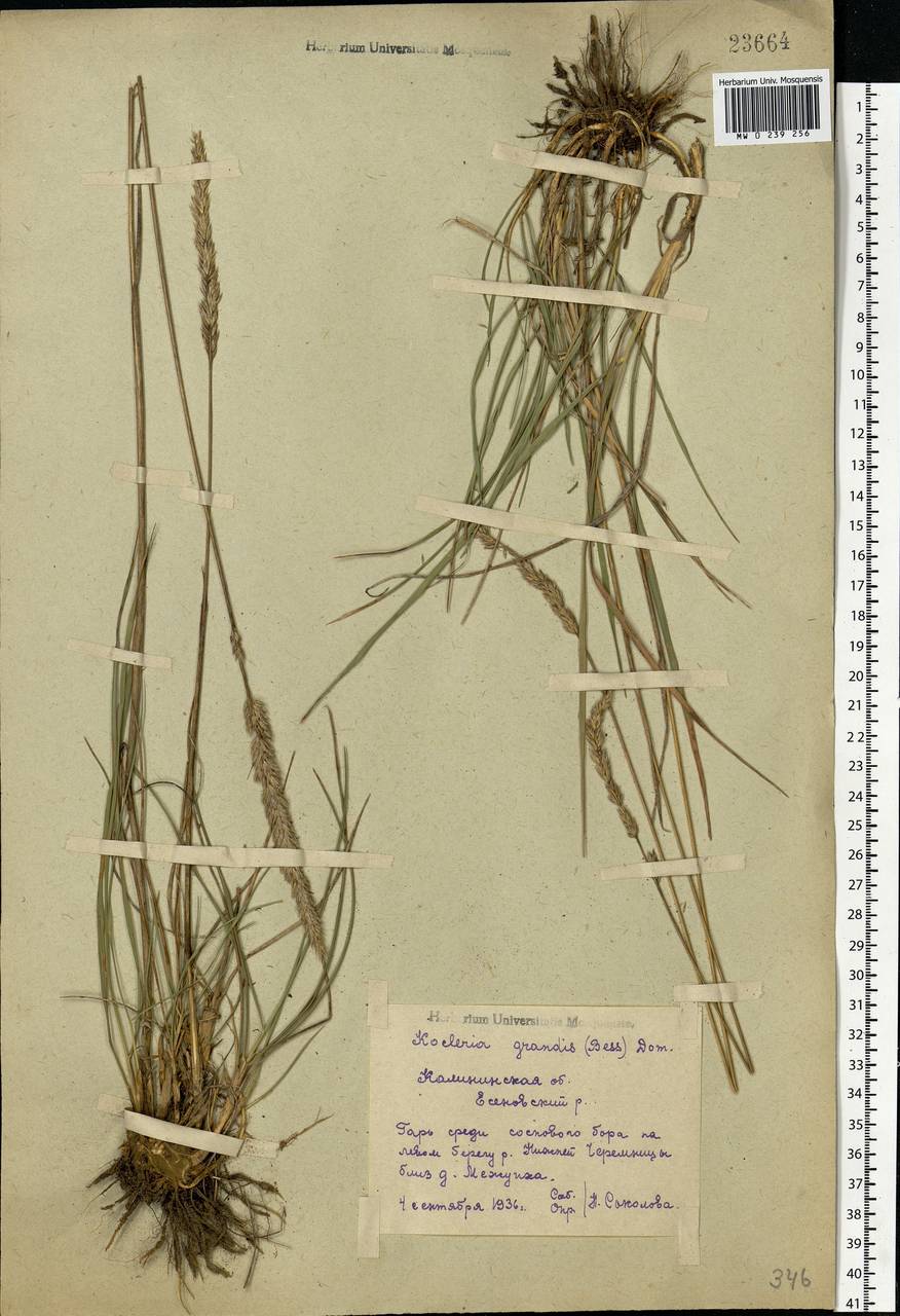 Koeleria pyramidata subsp. pyramidata, Eastern Europe, North-Western region (E2) (Russia)