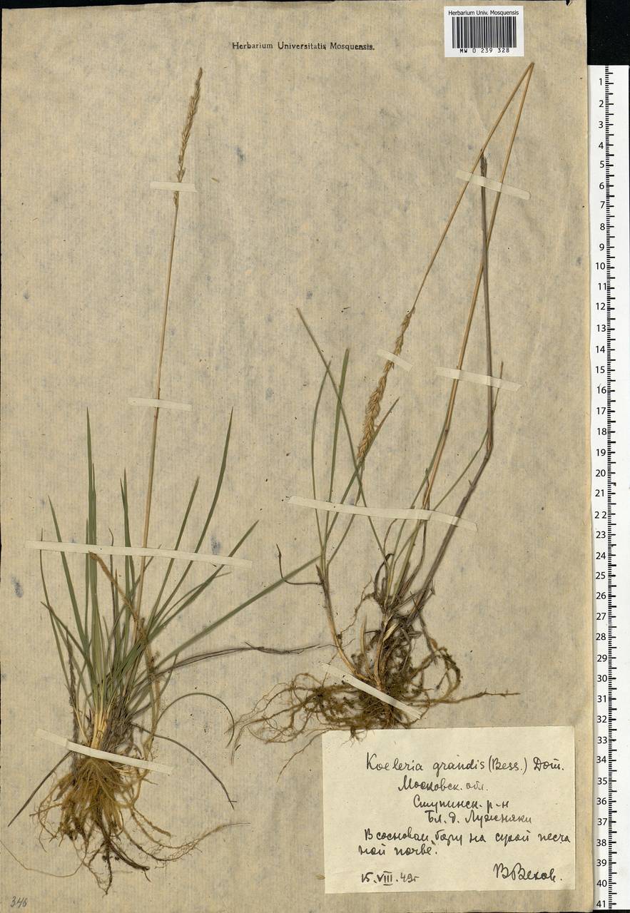 Koeleria pyramidata subsp. pyramidata, Eastern Europe, Moscow region (E4a) (Russia)