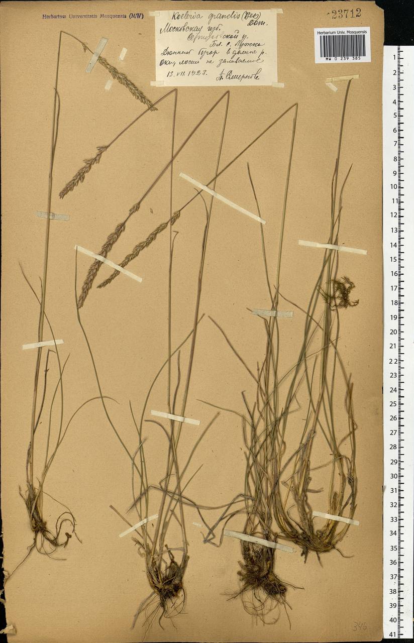 Koeleria pyramidata subsp. pyramidata, Eastern Europe, Moscow region (E4a) (Russia)