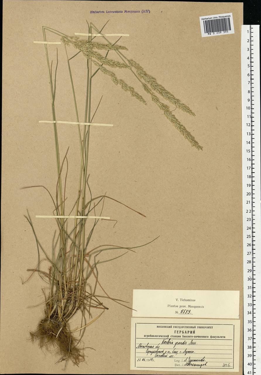 Koeleria pyramidata subsp. pyramidata, Eastern Europe, Moscow region (E4a) (Russia)