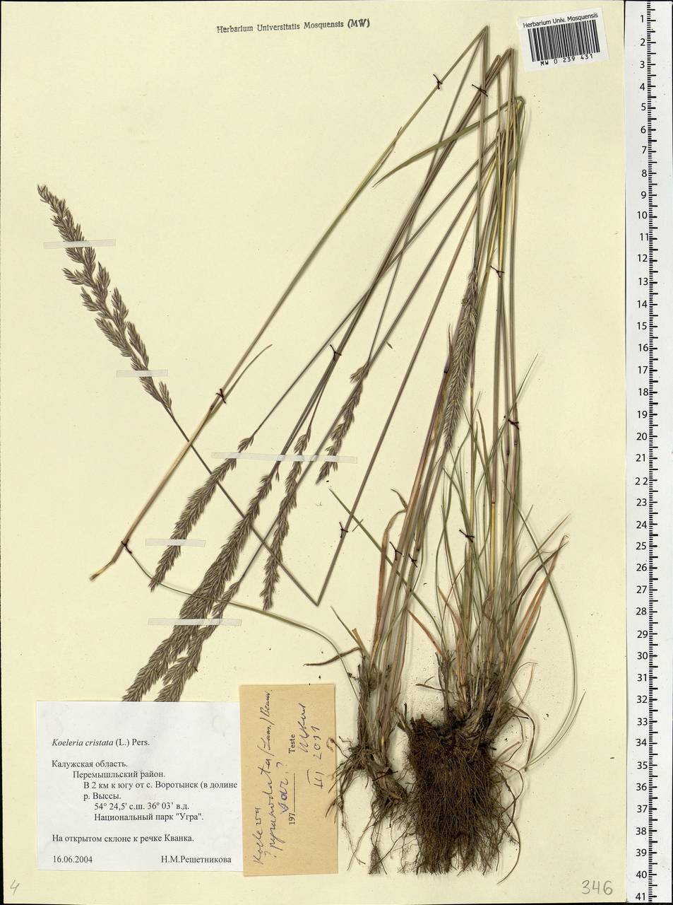 Koeleria pyramidata (Lam.) P.Beauv., Eastern Europe, Central region (E4) (Russia)
