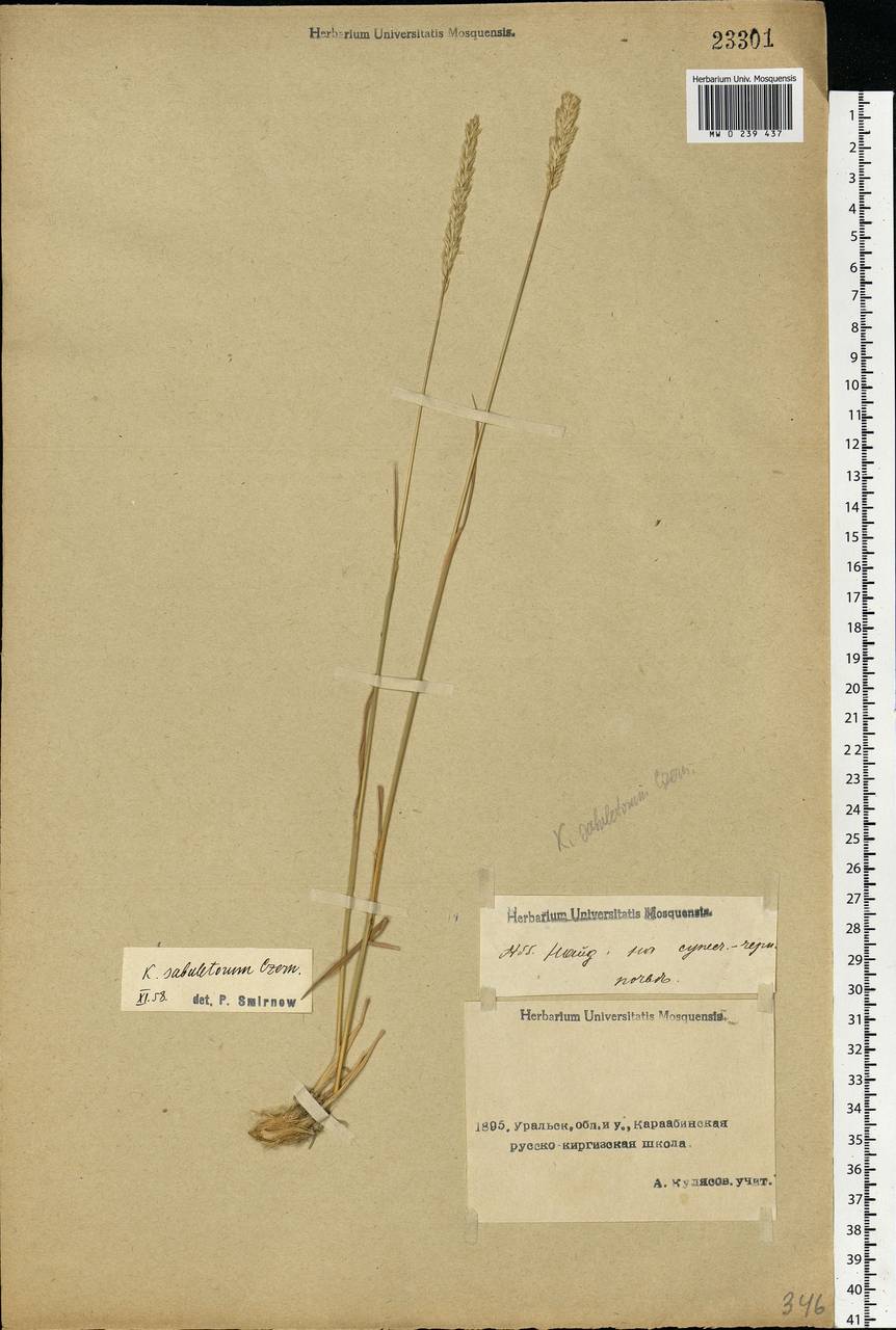 Koeleria glauca (Spreng.) DC., Middle Asia, Caspian Ustyurt & Northern Aralia (M8) (Kazakhstan)