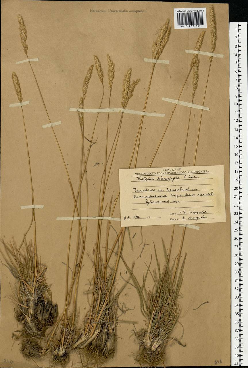 Koeleria macrantha subsp. macrantha, Eastern Europe, Eastern region (E10) (Russia)