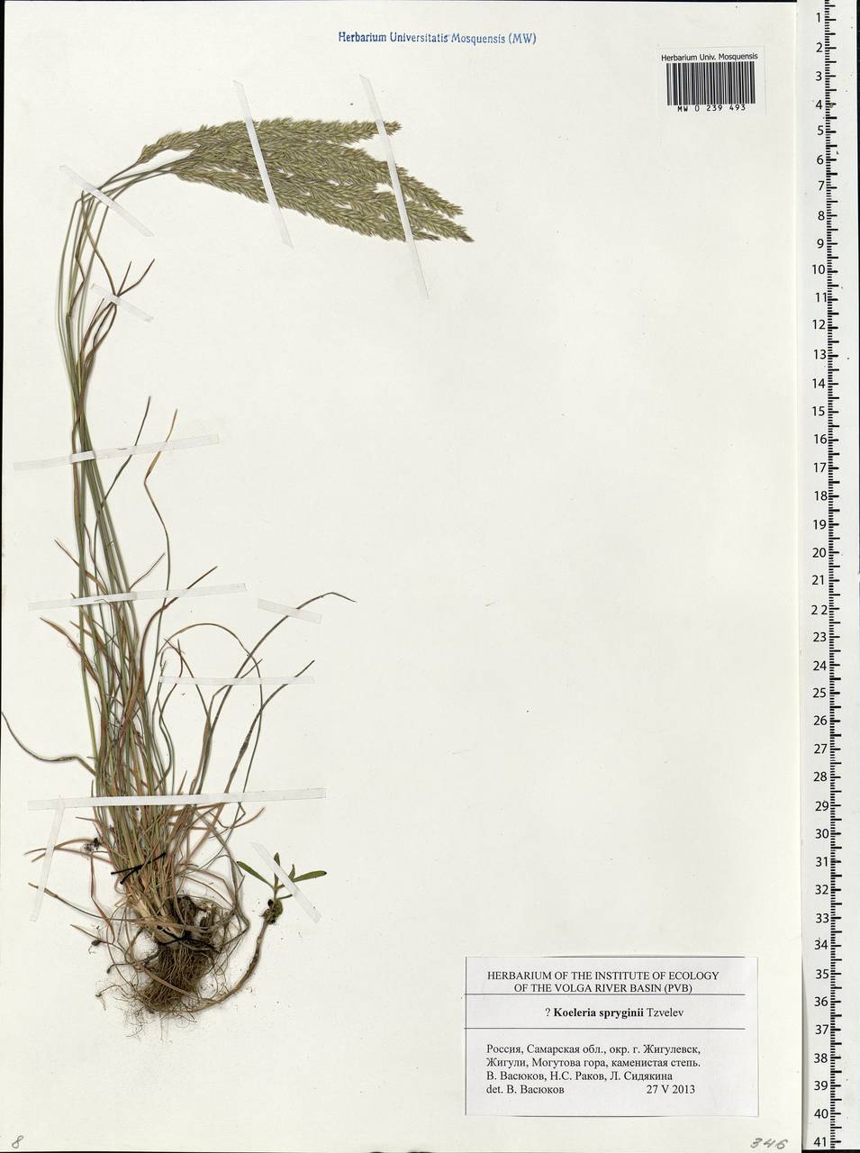 Koeleria macrantha subsp. macrantha, Eastern Europe, Middle Volga region (E8) (Russia)