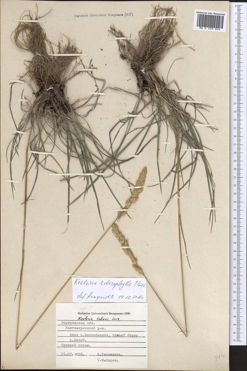 Koeleria macrantha subsp. macrantha, Eastern Europe, Central forest-and-steppe region (E6) (Russia)