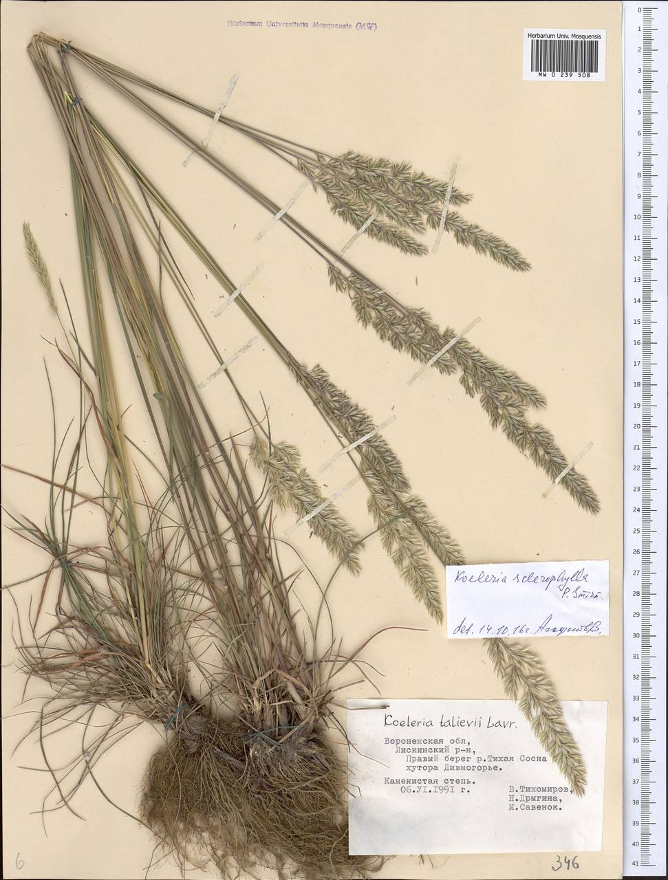 Koeleria macrantha subsp. macrantha, Eastern Europe, Central forest-and-steppe region (E6) (Russia)