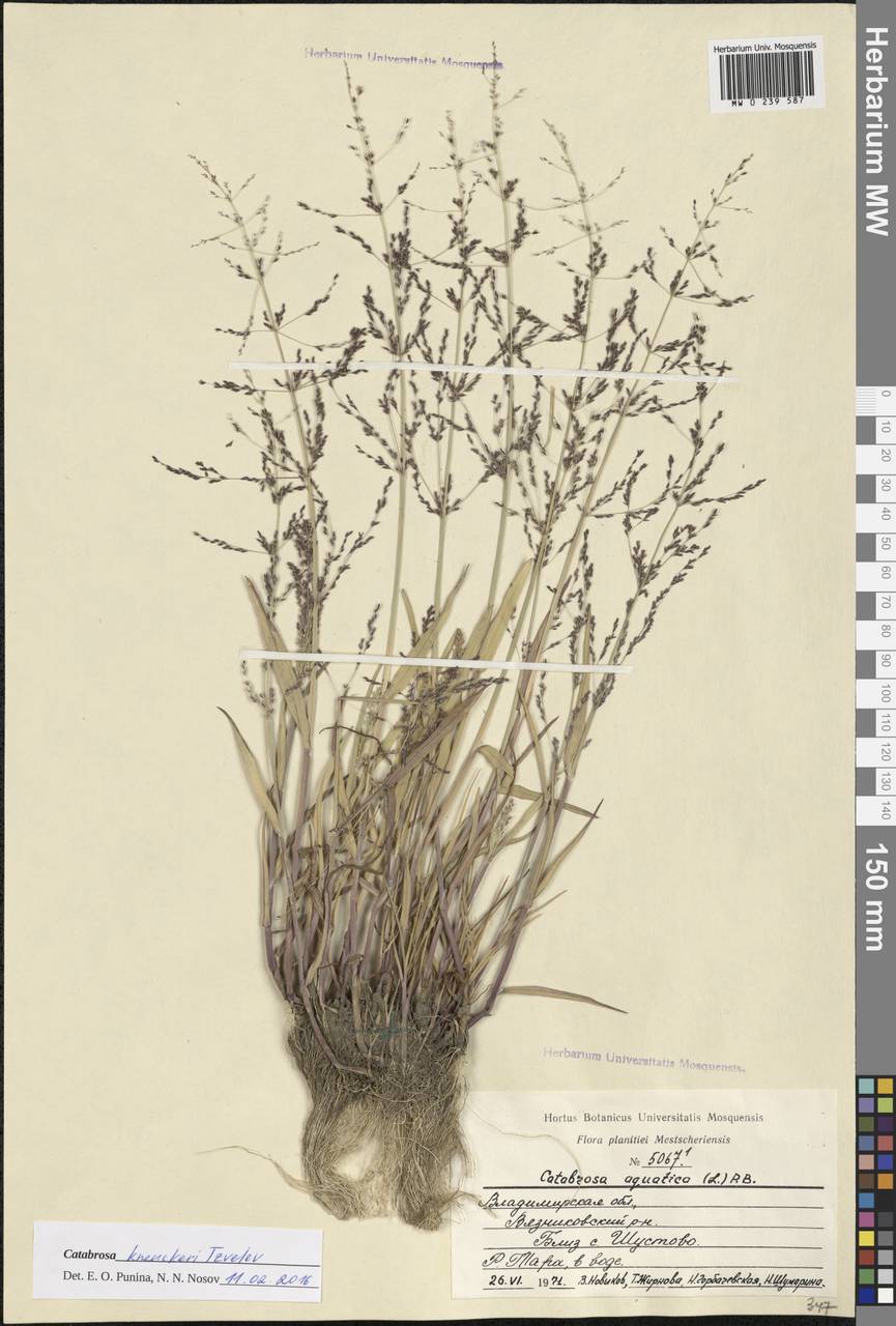 Catabrosa aquatica (L.) P.Beauv., Eastern Europe, Central region (E4) (Russia)