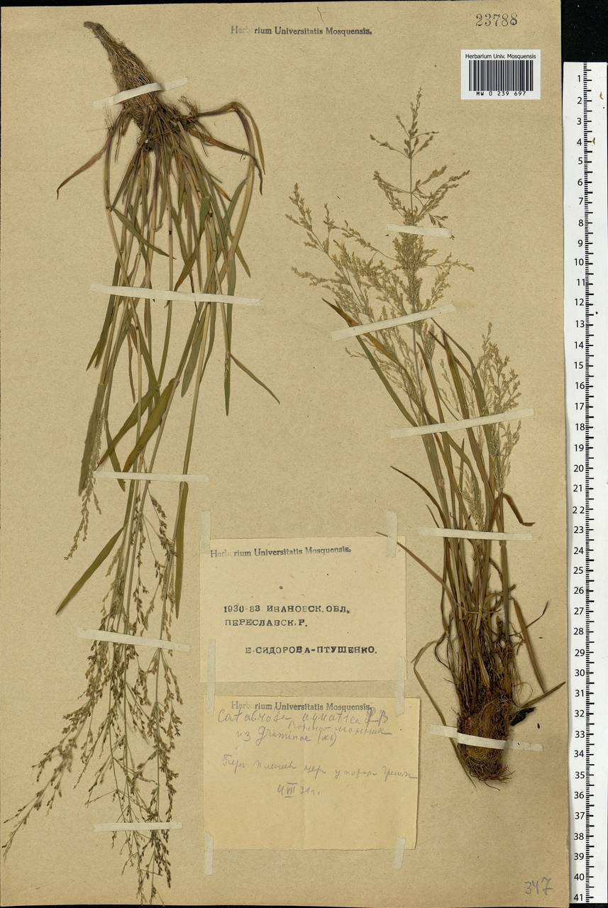 Catabrosa aquatica (L.) P.Beauv., Eastern Europe, Central forest region (E5) (Russia)