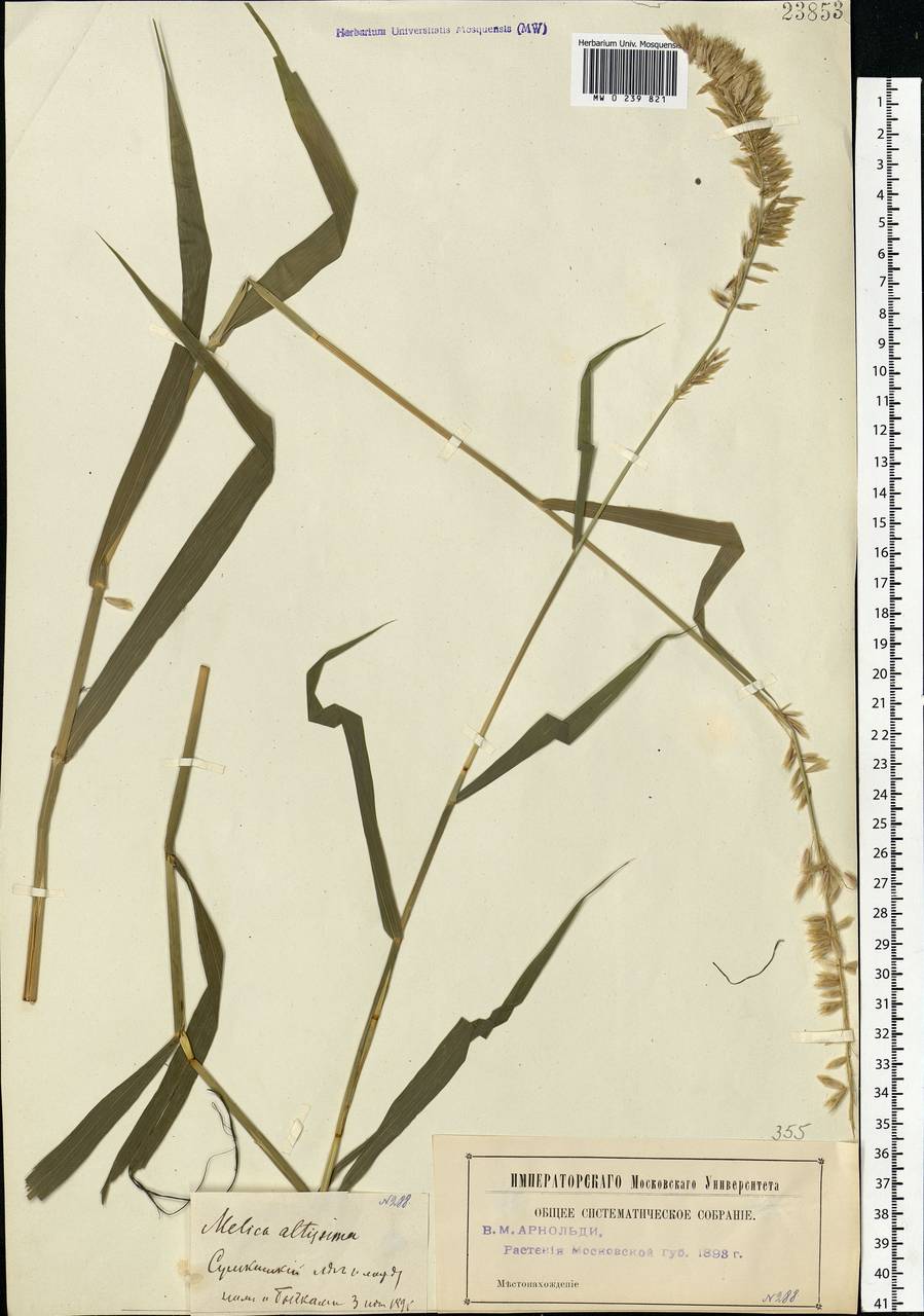 Melica altissima L., Eastern Europe, Moscow region (E4a) (Russia)