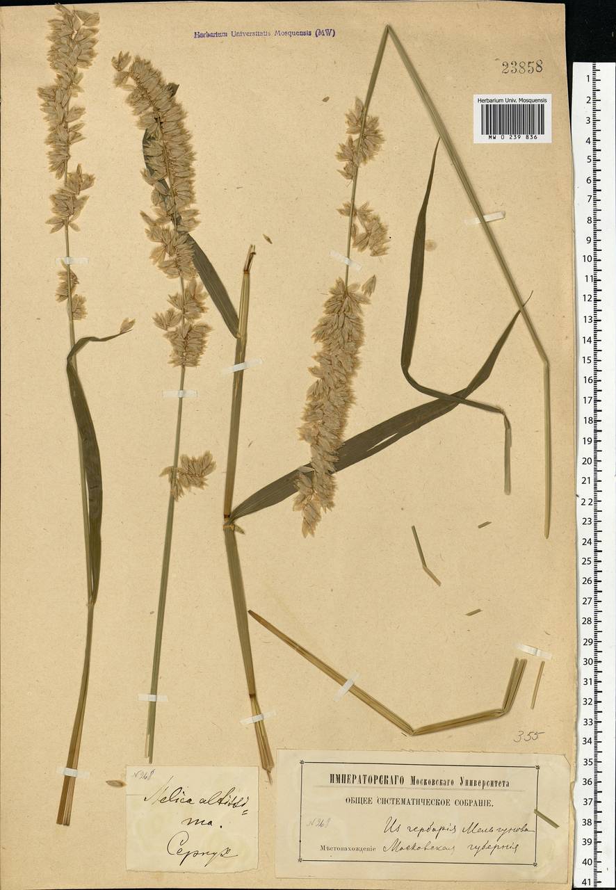 Melica altissima L., Eastern Europe, Moscow region (E4a) (Russia)