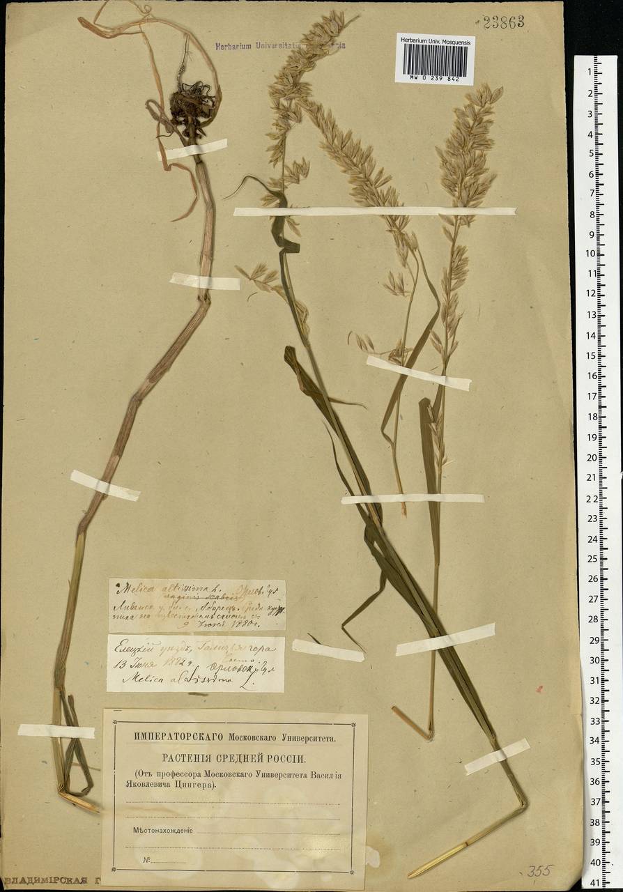 Melica altissima L., Eastern Europe, Central forest-and-steppe region (E6) (Russia)