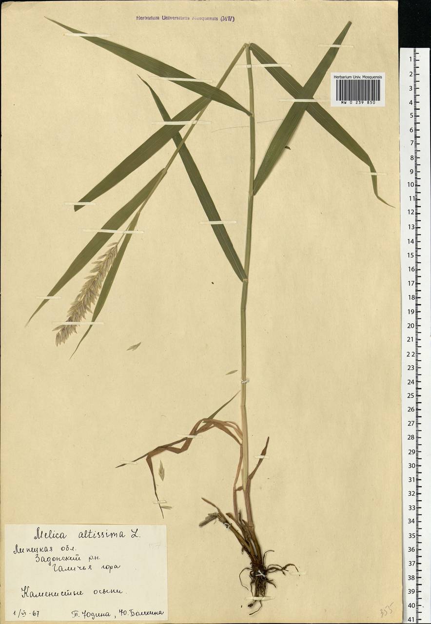 Melica altissima L., Eastern Europe, Central forest-and-steppe region (E6) (Russia)