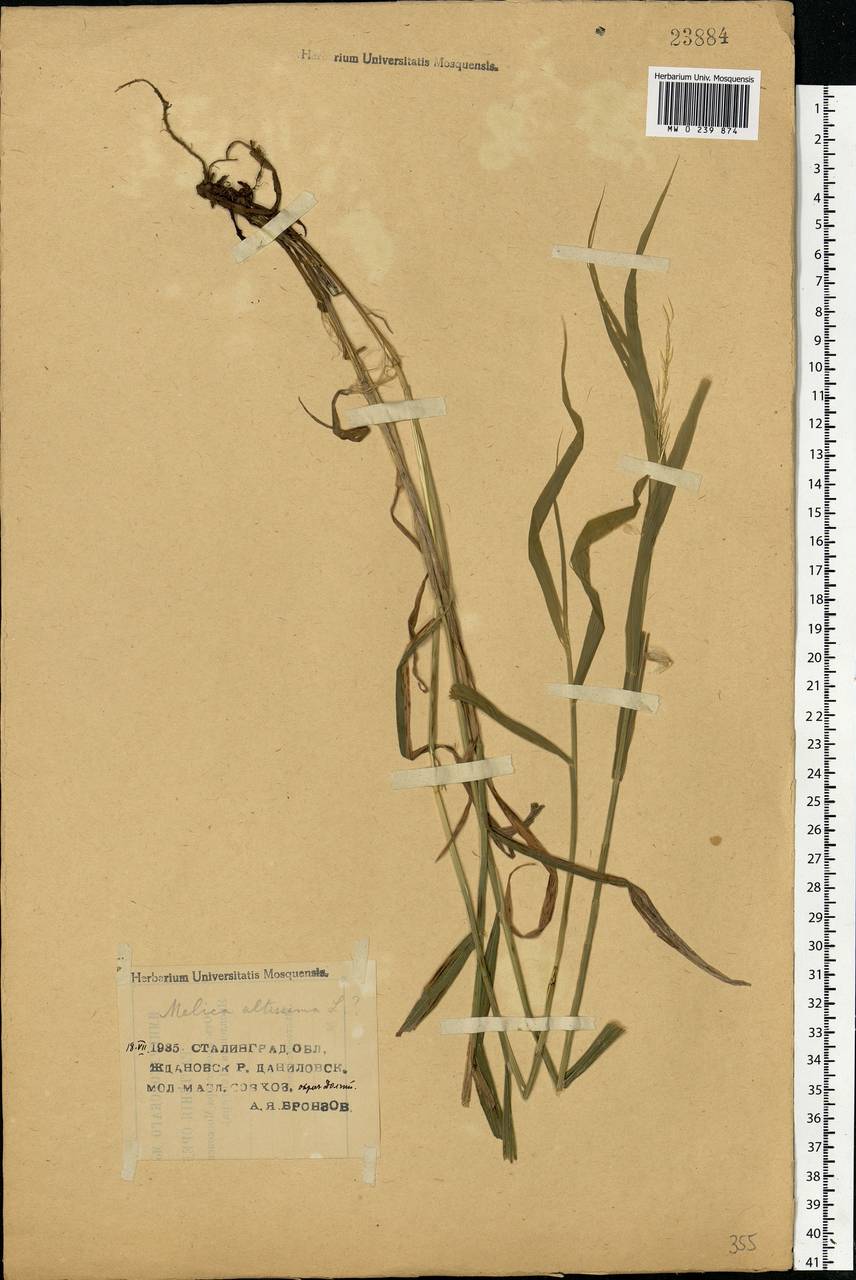Melica altissima L., Eastern Europe, Lower Volga region (E9) (Russia)