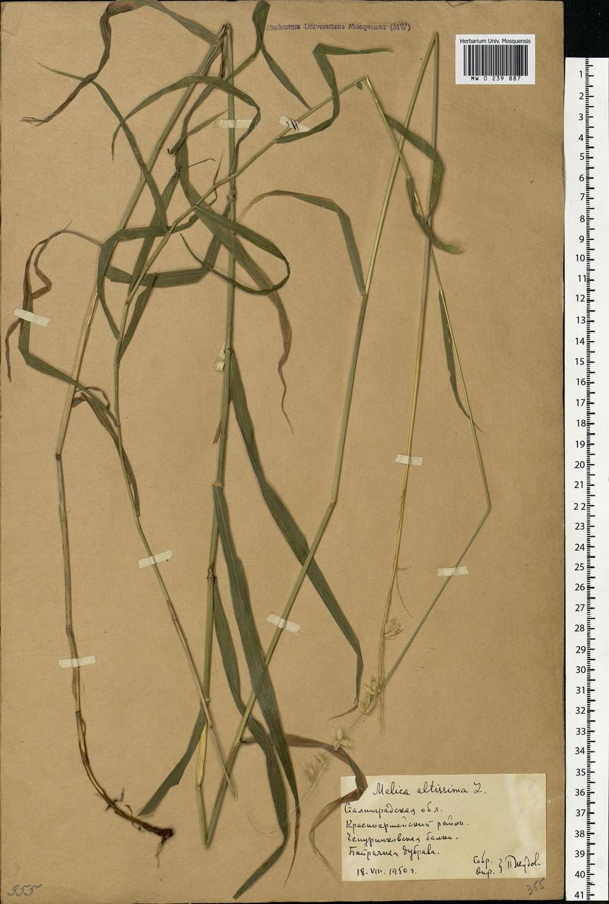 Melica altissima L., Eastern Europe, Lower Volga region (E9) (Russia)