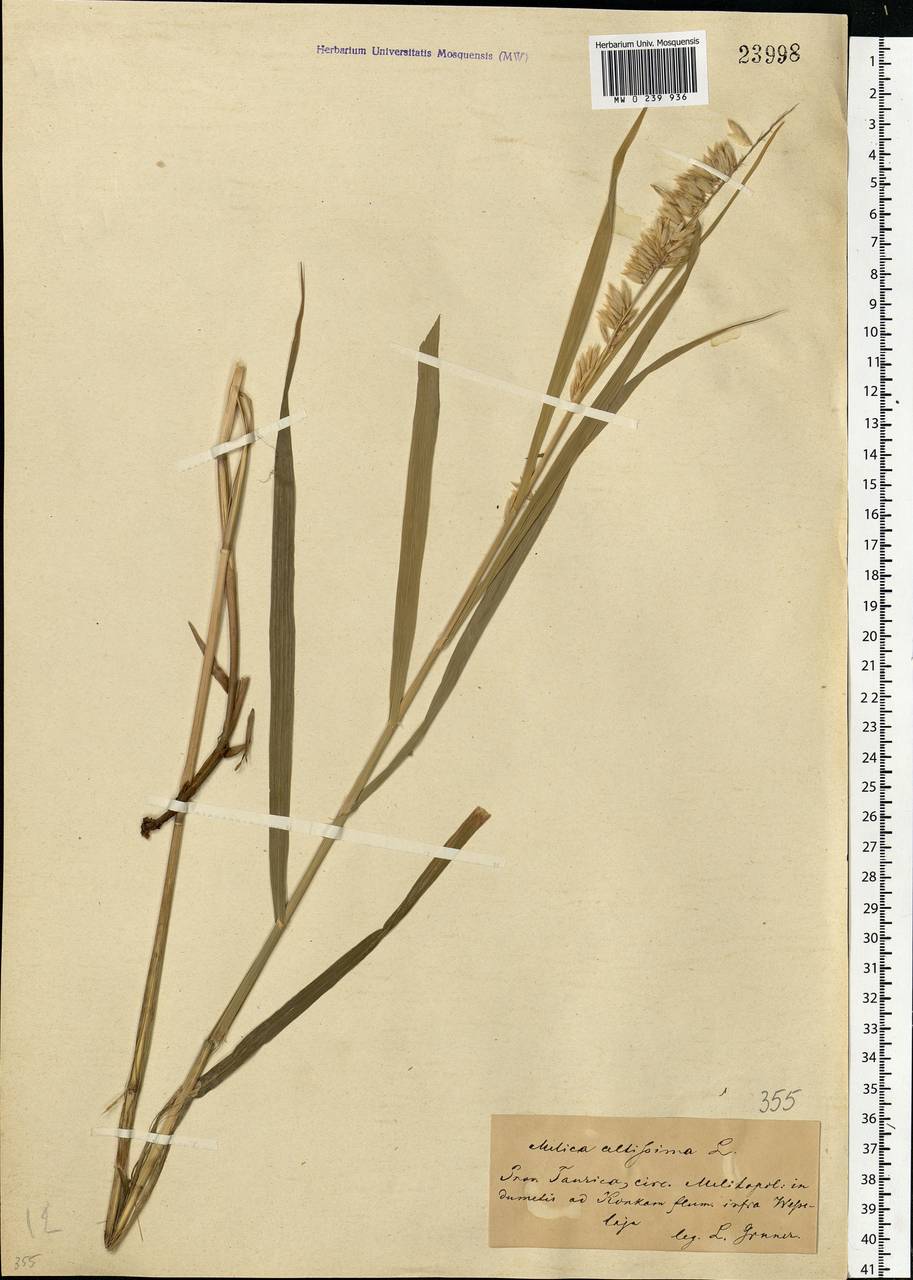 Melica altissima L., Eastern Europe, South Ukrainian region (E12) (Ukraine)