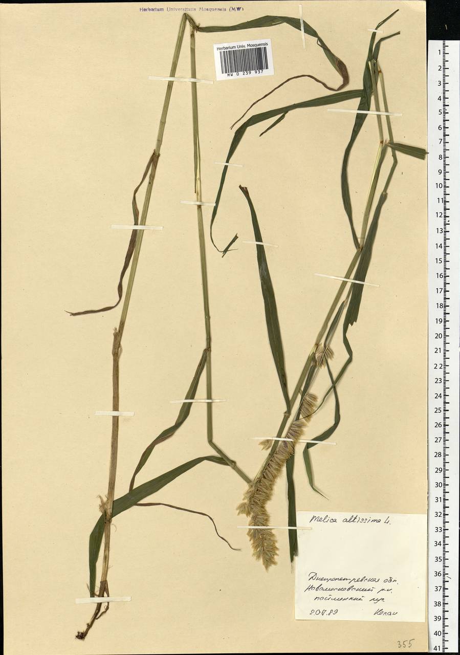 Melica altissima L., Eastern Europe, South Ukrainian region (E12) (Ukraine)
