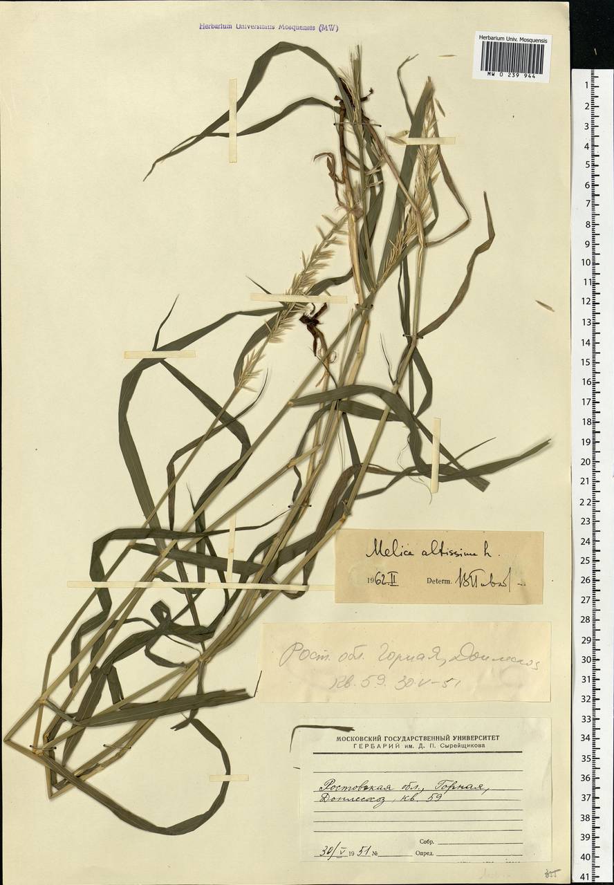Melica altissima L., Eastern Europe, Rostov Oblast (E12a) (Russia)