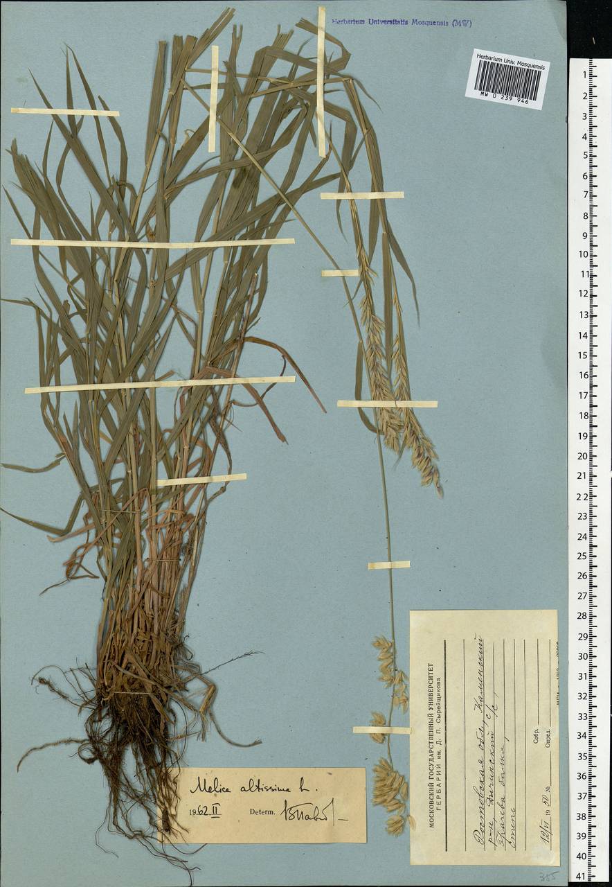 Melica altissima L., Eastern Europe, Rostov Oblast (E12a) (Russia)