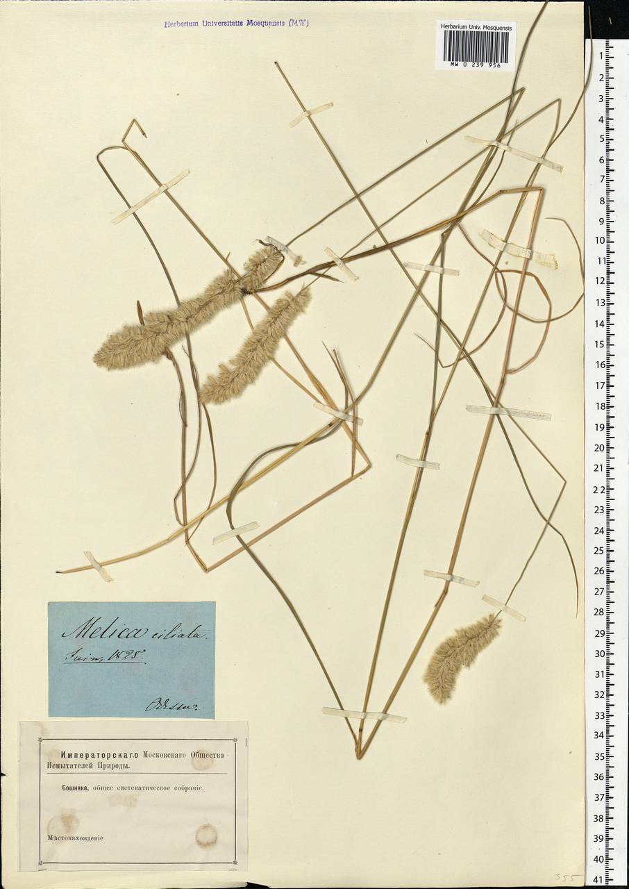 Melica ciliata L., Eastern Europe, South Ukrainian region (E12) (Ukraine)