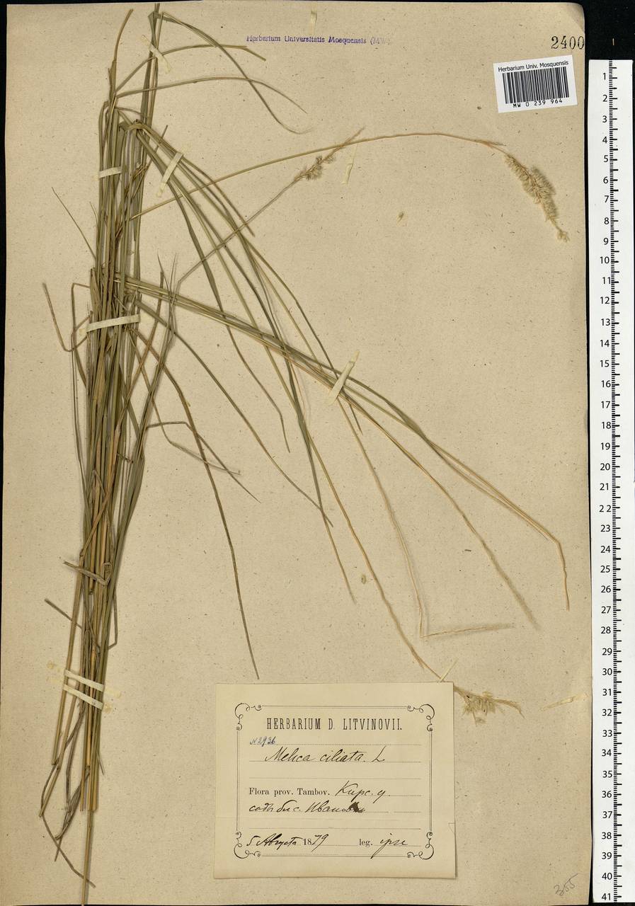 Melica ciliata L., Eastern Europe, Central forest-and-steppe region (E6) (Russia)