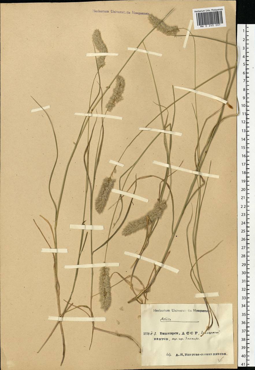 Melica ciliata L., Eastern Europe, Eastern region (E10) (Russia)
