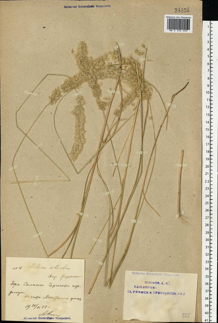 Melica ciliata L., Eastern Europe, Eastern region (E10) (Russia)
